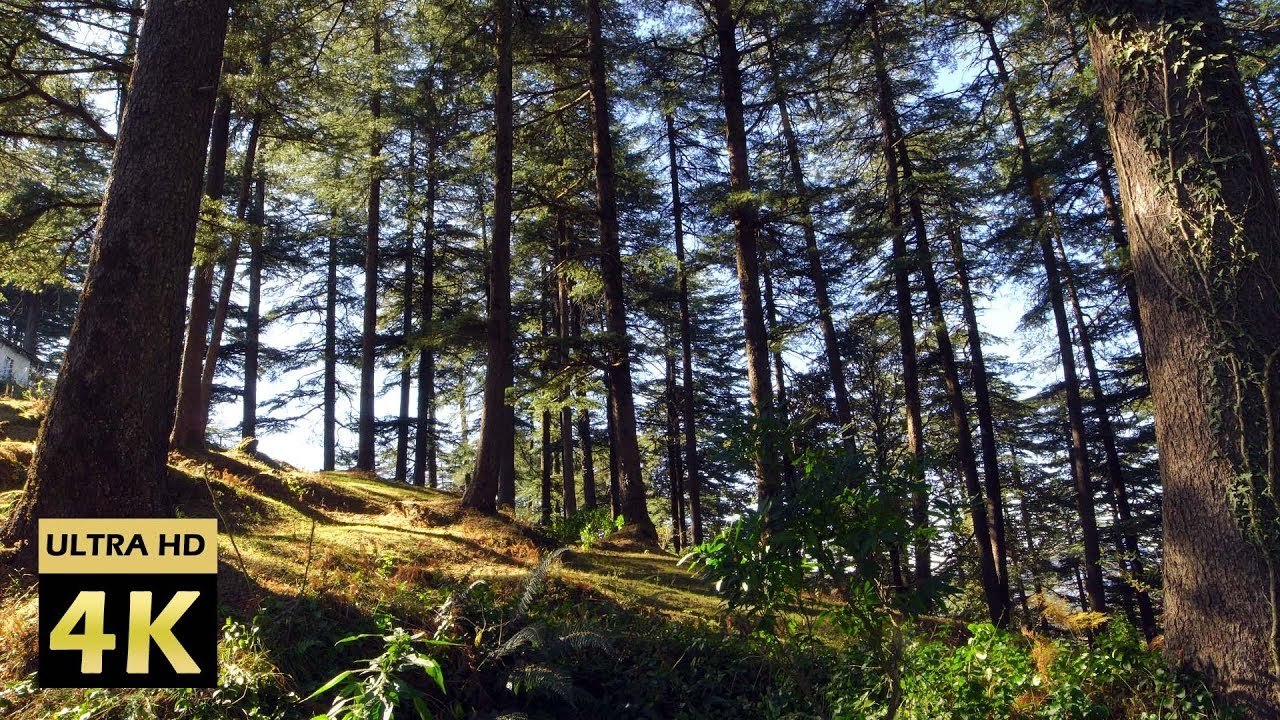 4K Forest View with Nature Sounds | Birds Singing | Tranquility | Sleep Sound | Meditation