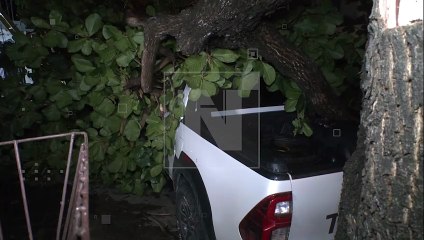 CAE UN ARBOL POR LAS LLUVIAS