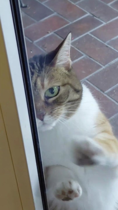 Let me in Human! It`s been a super quick walk! #cat #shorts #funnycats #Cutecats #viralcats #cute #funny #funnyvideo #trending #fyp #FunnyAnimals #fun #cats #cutestcats #funniestcats #goodmorning