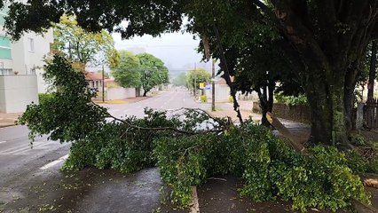 Galhos e pedaço de caminhão caem na Rua Antonina e Corpo de Bombeiros é acionado