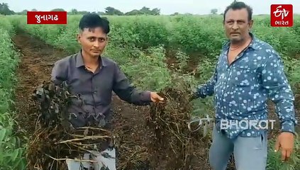 સૌરાષ્ટ્રના ખેડૂતો માવઠાના મારથી બેહાલ: પાક વીમા યોજના ફરી અમલમાં મૂકવાની માંગ