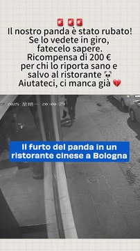 Il furto del panda in un ristorante cinese a Bologna: il video