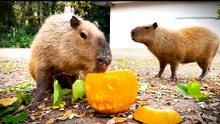 Tierische Halloween-Stimmung im Zoo Schmiding