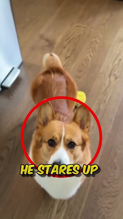 Dog Keeps Begging for Food...But Will His Owner Give In_