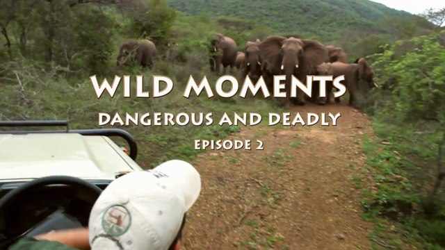 Documental - Momentos salvajes peligrosos y mortales - Episodio 2 - 🌍 Momentos Salvajes: La Vida al Límite de los Animales Más Peligrosos del Mundo