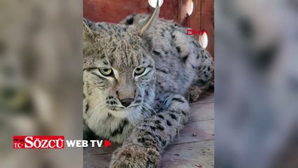 Su kanalına düşen vaşak kurtarılıp, bakıma alındı