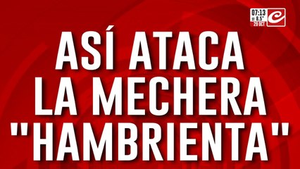 Mechera "hambrienta" quedó escrachada y fue obligada a devolver todo