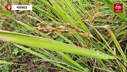 વલસાડ જિલ્લામાં ડાંગરનો ઉભો પાક 90 ટકા વરસાદમાં પલળી ગયો, ખેડૂતોમાં ઉઠી વળતરની માંગ