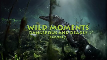 Documental - Momentos salvajes peligrosos y mortales - Episodio 3 - 🤯 "¡IMPACTANTE! Los 10 Momentos MÁS MORTALES de la Naturaleza Grabados en Cámara"