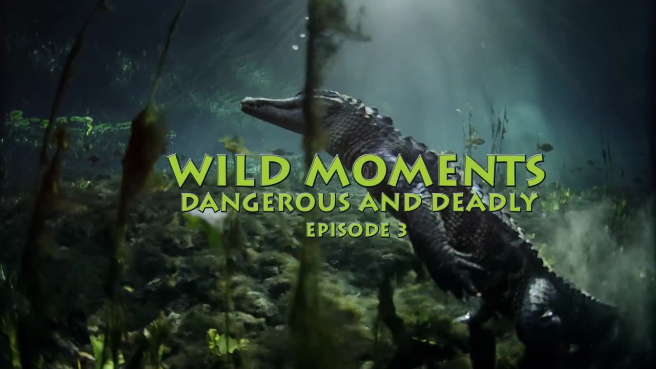 Documental - Momentos salvajes peligrosos y mortales - Episodio 3 - 🤯 "¡IMPACTANTE! Los 10 Momentos MÁS MORTALES de la Naturaleza Grabados en Cámara"