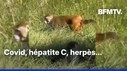 États-Unis: un singe de laboratoire "agressif" et porteur de maladies en liberté après un accident de camion