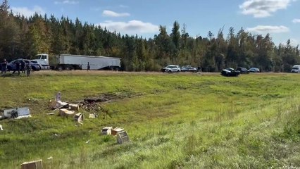 VIDEO: Monos “infectados” escapan tras vuelco de camión y desatan alerta en EE.UU.