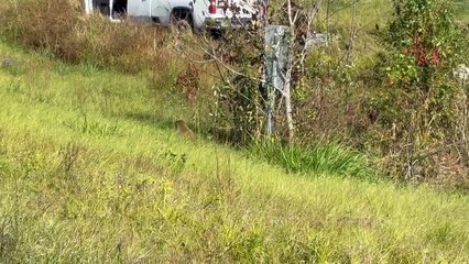 VIDEO: Monos “infectados” escapan tras vuelco de camión y desatan alerta en EE.UU.