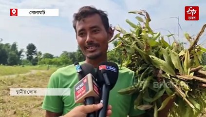 অসমৰ ভূমিত নগাৰ দপদপনি; কাটি থৈ গ'ল বন বিভাগে ৰোপণ কৰা শ শ গছপুলি