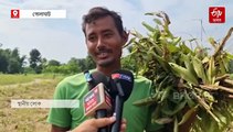 অসমৰ ভূমিত নগাৰ দপদপনি; কাটি থৈ গ'ল বন বিভাগে ৰোপণ কৰা শ শ গছপুলি