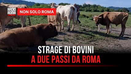 A Carpineto gli abbattimenti selvaggi di bovini, insorgono gli animalisti: "Barbarie istituzionalizzata"