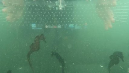 Sono stati liberati nelle acque protette del Mar Piccolo di Taranto