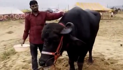 Pushkar Cattle Fair: Buffalo ‘Yuvraj’ Worth ₹35 Lakh Steals Show