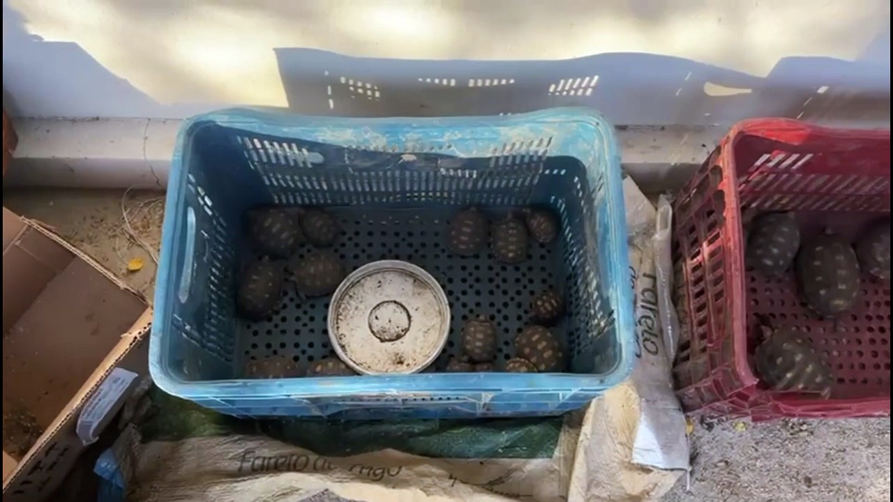 Operação desarticula maior rede de tráfico de aves silvestres na Bahia e outros dois estados