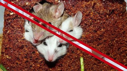 What Is Social Sleeping and Why is it Important for Both Humans and Animals?