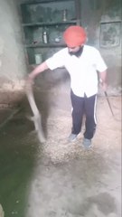 Man Catches Huge Monitor Lizard with a Stick | Scary Reptile Rescue in India