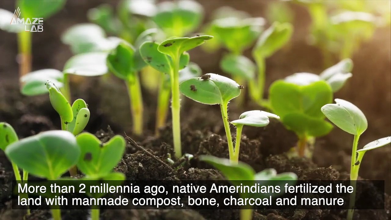 The Dark Earth in the Amazon Could Help Save the Rainforests in Brazil