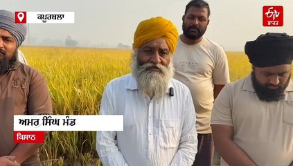 "ਪੁੱਤਾਂ ਵਾਂਗੂ ਪਾਲੀ ਫਸਲ ਦੀ ਕਿਵੇਂ ਵੱਢੀਏ", ਖੇਤਾਂ 'ਚ ਆਈ ਸੇਮ ਨੇ ਬਰਬਾਦ ਕੀਤੇ ਕਿਸਾਨ