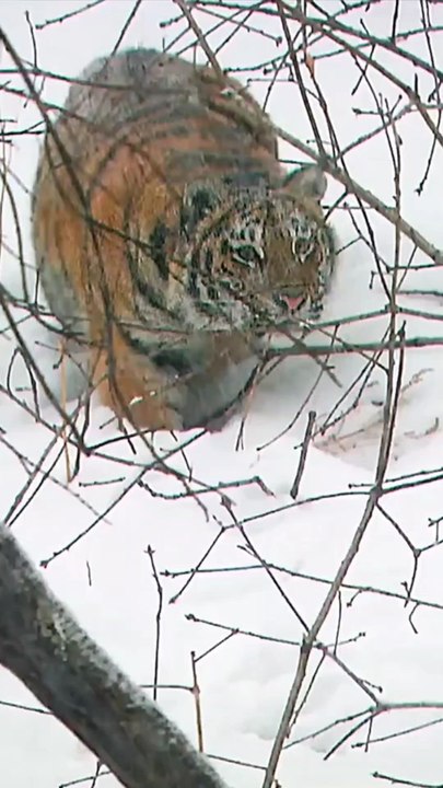 A tiger cub hones its hunting skills in the wild. Follow for more wild animal moments!