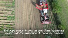 Production en hausse, prix en berne: les patates belges menacées ?