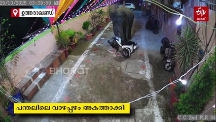 ക്ഷണിച്ചില്ലെങ്കിലും ഞാനിങ്ങ് വന്നു; വിവാഹ പന്തലിലെത്തി വാഴപ്പഴം അകത്താക്കി കാട്ടാന: വീഡിയോ വൈറല്‍