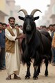 Very healthy big bakra (Goat) -  FunkyPets4u
