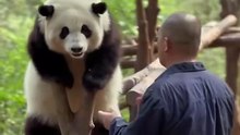 Chinese national treasure - the Giant Panda 16