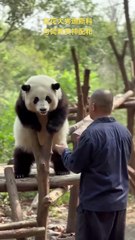 Chinese national treasure - the Giant Panda 16