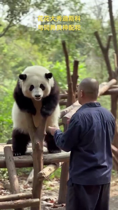 Chinese national treasure - the Giant Panda 16