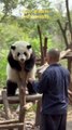 Chinese national treasure - the Giant Panda 16