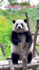 Chinese national treasure - the Giant Panda 17