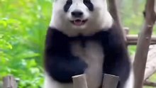 Chinese national treasure - the Giant Panda 17