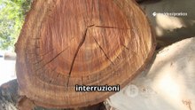 Il Legno di Tiglio_ Caratteristiche
