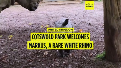 Cotswold park welcomes Markus, a rare white rhino calf