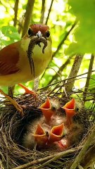Cuckoo Chick Pushes Out Older Nest Mate