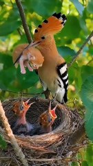 Cuckoo Chick Pushes Out Older Nest Mate