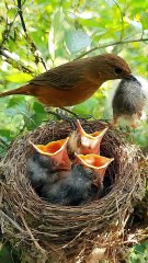 Cuckoo Chick Pushes Out Older Nest Mate