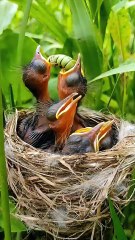 Cuckoo Chick Pushes Out Older Nest Mate