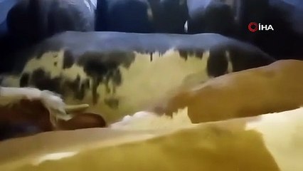 Artvin’de şaşırtan hayvan hırsızlığı