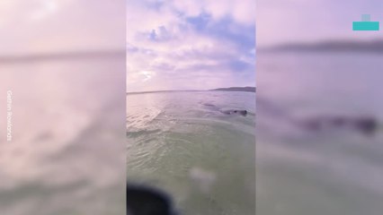 Surfer Incredibly Becomes Friends With Seal