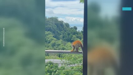 Monkey Sneaks Into a Resort and Drinks From the Hot Tub