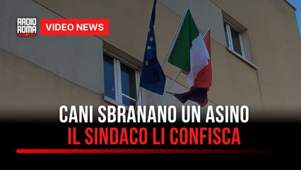 Ardea, cani aggressivi azzannano un asino a morte: il sindaco li fa confiscare
