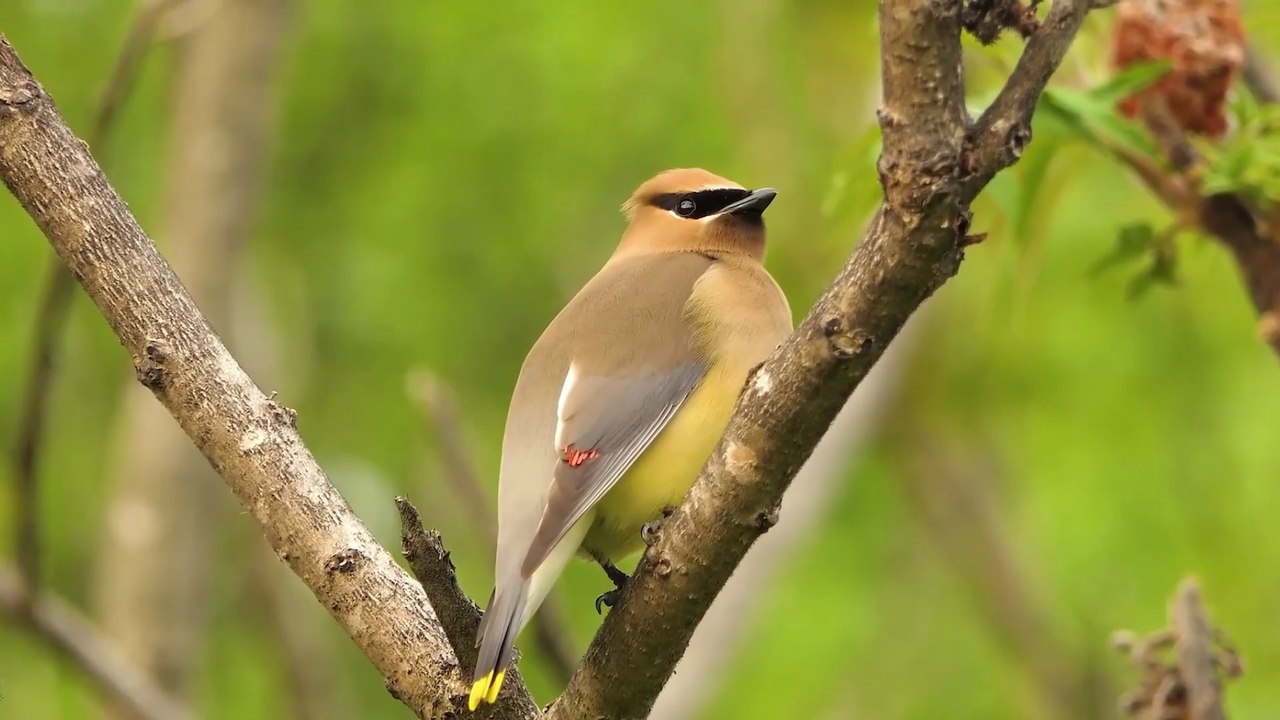 Musique douce de la nature et chants d’oiseaux 🕊️ | Détente, méditation et paix intérieure