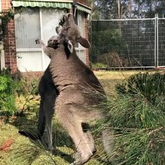 Kangaroos playing