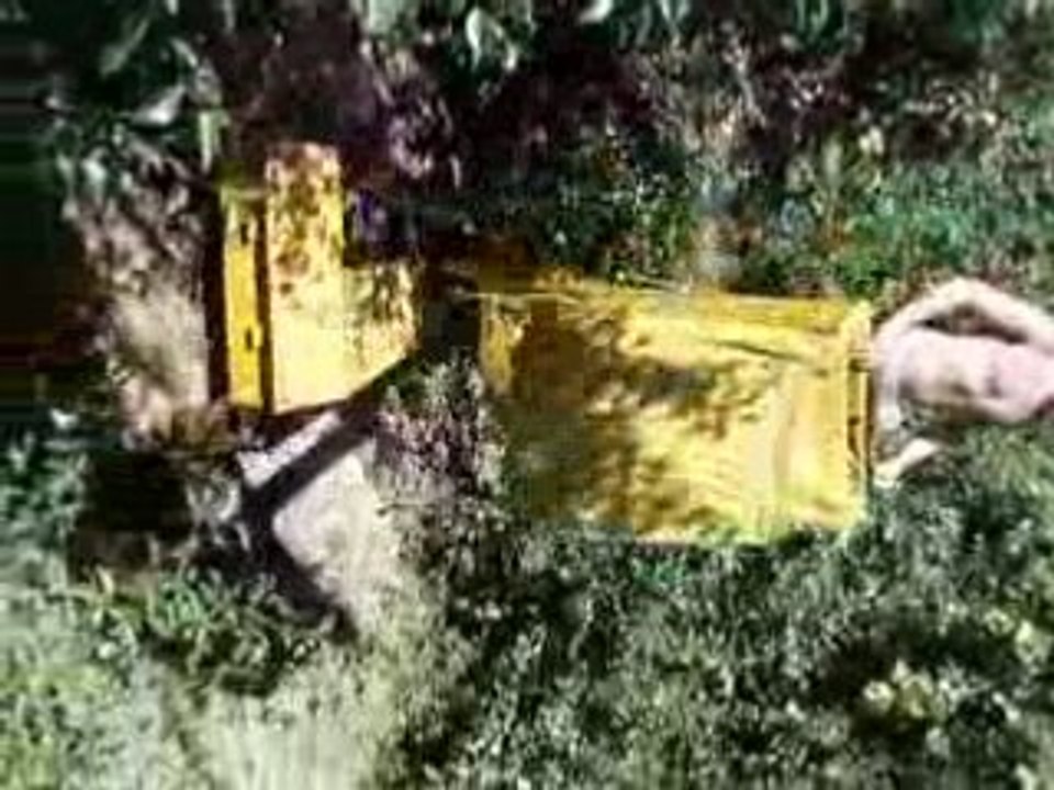 Délire dans les champs de poires à Kalamunda